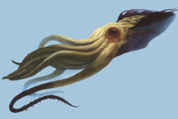 Kraken whitenet официальный сайт